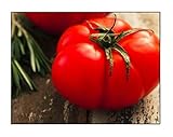250 Beefsteak Tomato Seeds | Non-GMO | Fresh Garden Seeds Photo, new 2024, best price $6.99 ($0.03 / Count) review