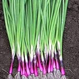Scallion “Red Beard” – Bunching Onion Type - Resilient Green Onion Variety | Heirlooms Seeds by Liliana's Garden | Photo, new 2024, best price $6.95 review