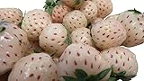 Weiße Ananas-Erdbeere 20++ Samen (Ananas+Erdbeere) (Neu) **Super Süß** -Winterhart- Foto, neu 2024, bester Preis 1,49 € Rezension