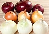 NIKA SEEDS - Vegetable Onion Rainbow Mix Neutral - 500 Seeds Photo, new 2024, best price $8.95 review