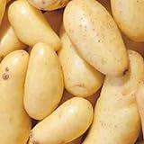 Banana Potato - 6 Seed Potatoes Photo, new 2024, best price $16.97 ($2.83 / Count) review
