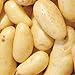 Photo Banana Potato - 6 Seed Potatoes review