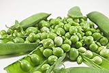 Early Frosty Pea Seeds, 50 Heirloom Seeds Per Packet, Non GMO Seeds, Isla's Garden Seeds Photo, new 2024, best price $5.99 ($0.12 / Count) review