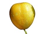 Zitronengurke (Lemon-Gurke) (Blickfang im Garten) 10 Samen Foto, neu 2024, bester Preis 1,99 € Rezension