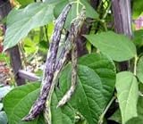 Heirloom Rattlesnake Pole Bean Seeds by Stonysoil Seed Company Photo, new 2024, best price $4.10 review