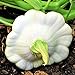 Photo TomorrowSeeds - Early White Patty Pan Seeds - 20+ Count Packet - Bush Scallop Summer Squash Patisson Custard Scallopini Vegetable Seed for review
