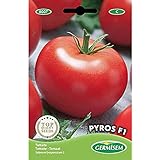 Germisem Pyros F1 Semillas de Tomate 0.1 g, EC8007 Foto, nuevo 2024, mejor precio 3,68 € revisión