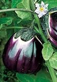 Salerno Seeds Round Sicilian Eggplant Violetta Di Firenze 4 Grams Made in Italy Italian Non-GMO Photo, new 2024, best price $4.99 review