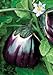 Photo Salerno Seeds Round Sicilian Eggplant Violetta Di Firenze 4 Grams Made in Italy Italian Non-GMO review