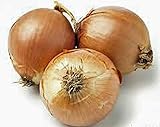 Onion, Yellow Spanish Onion Seeds, (25+ Seeds) Heirloom, Non- GMO, One of The Most Popular for Gardeners, This Jumbo-Sized Onion is mild with Golden Brown Skin. Photo, new 2024, best price $1.99 review