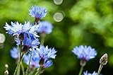 Sweet Yards Seed Co. Blue Cornflower Seeds – Bachelor Buttons – Extra Large Packet – Over 5,000 Open Pollinated Non-GMO Wildflower Seeds – Centaurea cyanus Photo, new 2024, best price $7.97 review
