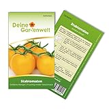 Stabtomaten Goldene Königin Samen - Solanum lycopersicum - Tomatensamen - Gemüsesamen - Saatgut für 20 Pflanzen Foto, neu 2024, bester Preis 1,99 € (0,10 € / stück) Rezension