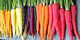 Rainbow Carrot Seeds for Planting | Non-GMO & Heirloom Vegetable Seeds | 750 Carrot Seeds to Plant Outdoor Home Garden | Buy Planting Packets in Bulk (1 Pack) Photo, new 2024, best price $7.99 review