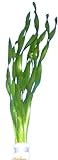 vallisneria-tortifolia, Kleine Schrauben Vallisneria, Aquarienpflanzen, Wasserpflanzen Foto, neu 2024, bester Preis 2,95 € Rezension