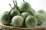 Thai Round Green Eggplant Seeds (50 Seed Pack) Photo, new 2024, best price $6.71 review