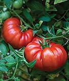 Burpee Steakhouse Hybrid 25 Non-GMO Large Beefsteak Garden Produces Giant 3 LB Fresh Tomatoes | Vegetable Seeds for Planting Photo, new 2024, best price $8.06 ($0.32 / Count) review