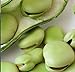 Photo Aquadulce Fava Bean Seeds, 25 Premium Heirloom Seeds Per Packet, Non GMO Seeds, Botanical Name: Vicia faba, Isla's Garden Seeds review