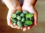 Mouse Melon Seeds | 20 Seeds | Grow This Exotic and Rare Garden Fruit | Cucamelon Seeds, Tiny Fruit to Grow Photo, new 2024, best price $6.96 ($0.35 / Count) review