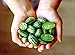 Photo Mouse Melon Seeds | 20 Seeds | Grow This Exotic and Rare Garden Fruit | Cucamelon Seeds, Tiny Fruit to Grow review