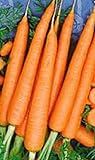 1200 Tendersweet Carrot Seeds | Non-GMO | Fresh Garden Seeds Photo, new 2024, best price $6.95 ($0.01 / Count) review