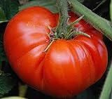 50 piezas de semillas de tomate reliquia de jardín que crece grandes frutos rojos regordetes variedades exóticas de verduras Foto, nuevo 2024, mejor precio 4,99 € revisión
