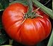 Foto 50 piezas de semillas de tomate reliquia de jardín que crece grandes frutos rojos regordetes variedades exóticas de verduras revisión