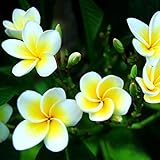 Lot de 100 graines de fleurs de frangipanier hawaïen pour le jardinage Photo, nouveau 2024, meilleur prix 3,89 € examen
