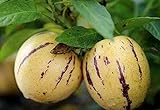 100+ Pepino Melon Seeds Ginseng Fruit Seeds for Planting Photo, new 2024, best price $7.99 ($0.08 / Count) review