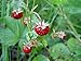 Photo Strawberry Seeds, Woodland Wild Strawberry Fruit/Plant Seeds, 150 Strawberry Seeds Per Packet, Non GMO Seeds, (Fragaria vesca), Isla's Garden Seeds review