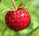 Big Pack - (5,000) Wild Strawberry, Fragaria vesca Seeds - Non-GMO Seeds by MySeeds.Co (Big Pack - Wild Strawberry) Photo, new 2024, best price $9.99 ($0.00 / Count) review