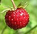 Photo Big Pack - (5,000) Wild Strawberry, Fragaria vesca Seeds - Non-GMO Seeds by MySeeds.Co (Big Pack - Wild Strawberry) review