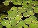 Foto Desconocido Planta de Acuario o Estanque. Phyllantus fluitans.8 Plantas flotantes.Pecera revisión