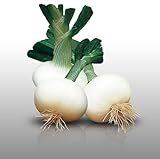 100 graines - OIGNON Blanc de Rebouillon - Allium cepa Photo, nouveau 2024, meilleur prix 2,79 € (0,03 € / unité) examen