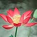 Photo 10 Pièces Lotus Frais Des Graines Fleur De Nénuphar Rouge Pour La Plantation De Serre De Fleurs D'été Pousse Toute L'année Belle Décoration De Paysage examen