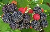 Raspberry Great Garden Fruit Bush by Seed Kingdom (800 Seeds) Photo, new 2024, best price $12.95 review