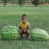 Carolina Cross Watermelons Seeds (25+ Seeds) Photo, new 2024, best price $5.69 review