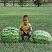 Photo Carolina Cross Watermelons Seeds (25+ Seeds) review