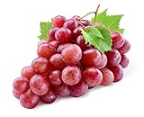 20+ Red Concord Grape Seeds - Grow Grape Vines for Wine Making, Fruit Dessert - Made in USA, Ships from Iowa. Photo, new 2024, best price $9.09 review