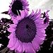 Foto Huifang 10 piezas de semillas de girasol gigante púrpura revisión