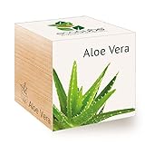 Feel Green 296244 Ecocube Aloe Vera, Nachhaltige Geschenkidee (100% Eco Friendly), Grow Your Own/Anzuchtset, Pflanzen Im Holzwürfel, Made in Austria Foto, neu 2024, bester Preis 8,59 € Rezension