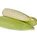 Photo David's Garden Seeds Corn Dent Hickory King 2993 (White) 50 Non-GMO, Heirloom Seeds review