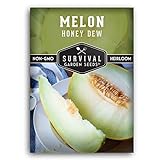 Survival Garden Seeds - Honeydew Melon Seed for Planting - Packet with Instructions to Plant and Grow Delicious Honey Dew Melons for Eating in Your Home Vegetable Garden - Non-GMO Heirloom Variety Photo, new 2024, best price $4.99 review
