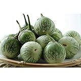 Thai Round Green Eggplant Seeds (40 Seed Pack) Photo, new 2024, best price $4.69 review