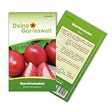 Buschtomaten Roma VF Samen - Solanum lycopersicum - Tomatensamen - Gemüsesamen - Saatgut für 20 Pflanzen Foto, neu 2024, bester Preis 1,99 € (0,10 € / stück) Rezension