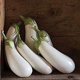 David's Garden Seeds Eggplant Aretussa (White) 25 Non-GMO, Hybrid Seeds Photo, new 2024, best price $3.45 review