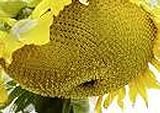 25 Seeds (BTL) Sunzilla Sunflower Photo, new 2024, best price $40.00 review