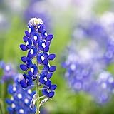Texas Bluebonnet Seeds (Lupinus texensis) - Over 1,000 Premium Seeds - by 'createdbynature' Photo, new 2024, best price $9.99 review