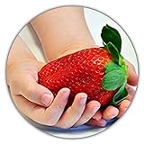 Riesenerdbeeren - Fragaria Ananassa - Erdbeersamen - 50 Samen - Größte Erdbeere Der Welt - Intensiver Geschmack - Vitaminreich Foto, neu 2024, bester Preis 3,49 € (0,07 € / stück) Rezension