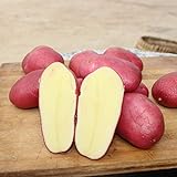 végétales100Pcs/Sac végétales Delicious Non OGM Rare Red Skin Potato Vegetable Seeds for Farm - Graines de pommes de terre Photo, nouveau 2024, meilleur prix 0,01 € examen