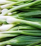 300 Tokyo Long White Bunching Onion Seeds | Non-GMO | Fresh Garden Seeds Photo, new 2024, best price $5.95 review